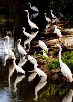 Judith Wright egrets analysis Judith Wright egrets analysis