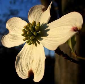 Poem contest Dogwood Picture Prompt - All Poetry