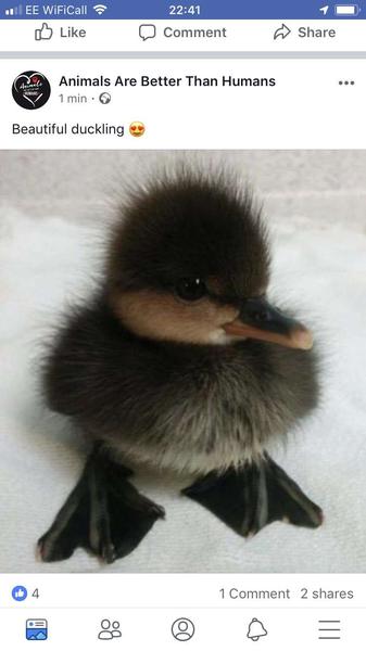 Poem contest Spring baby animals/birds - All Poetry Poem contest Spring baby animals/birds - All Poetry