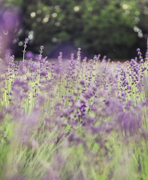 poem-contest-describe-the-smell-of-lavender-all-poetry