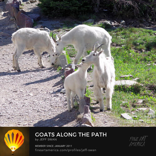 Poem Contest Goats Along The Path Haiku All Poetry