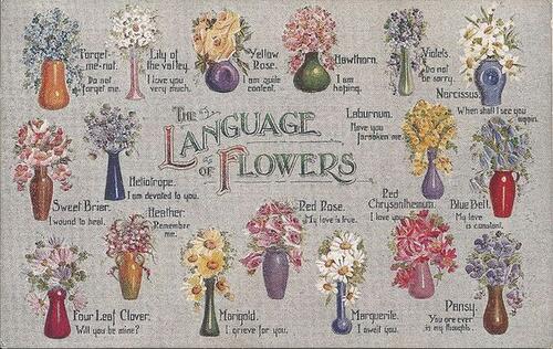 Pin on The Language of Flowers