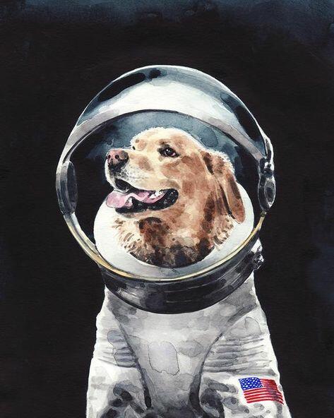 Poem contest Astronaut Dog - All Poetry