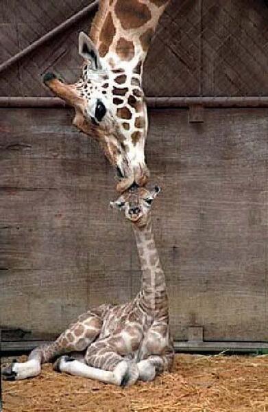 Poem contest Image Prompt/Nature/Animals/Love - All Poetry Poem contest Image Prompt/Nature/Animals/Love - All Poetry