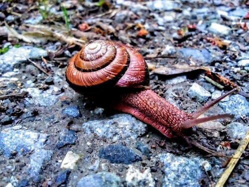 Poem contest Nomadic Snail Poetry - All Poetry