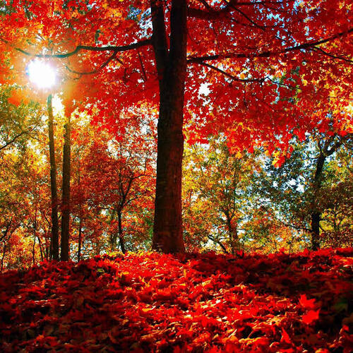 Contest The Colors of Fall (Wordbank)