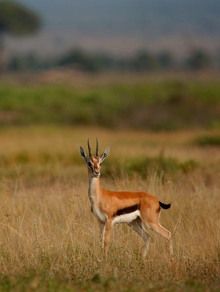 The Gazelle and the Lion - a poem by Titus Llewellyn - All Poetry