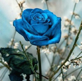Azure rose - craibas.al.gov.br