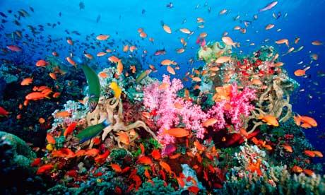 Coral Reef - a poem by Mel Gibson - All Poetry