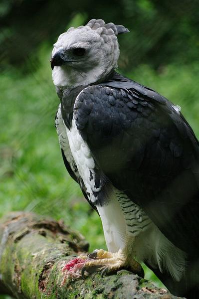 The Jungle Eagle (The Harpy) - a poem by E. S. Houser - All Poetry