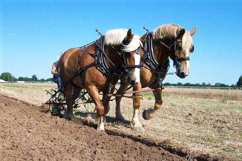 Resultado de imagen de horses plow
