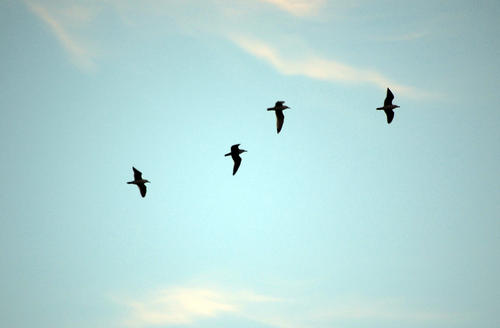 Fly High With the Birds in the Sky