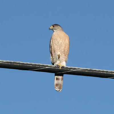 Cooper S Hawk A Poem By Socalalto All Poetry