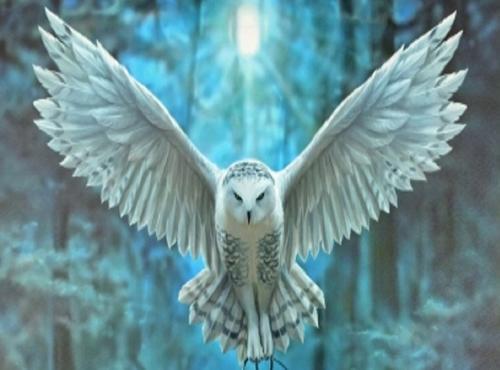 snowy owls with blue eyes flying