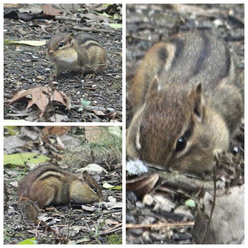 Chipmunks Poems Modern Awardwinning Chipmunks Poetry