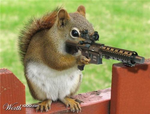 funny images of animals with guns