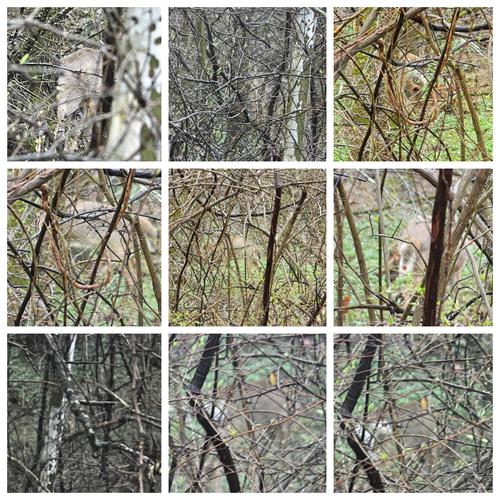 Deer Poems Modern Awardwinning Deer Poetry All Poetry