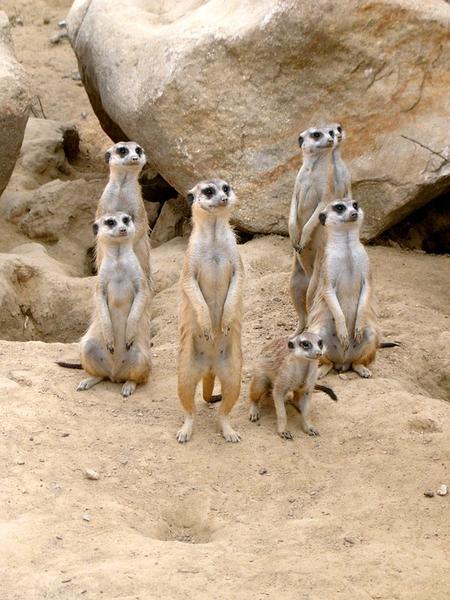 Meerkat Poems - Modern Award-winning Meerkat Poetry : All Poetry