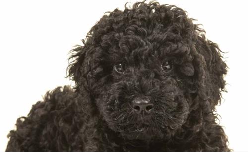 Black best sale curly dog