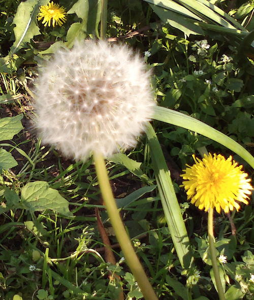 dandelion-flower-meaning-in-bengali-best-flower-wallpaper