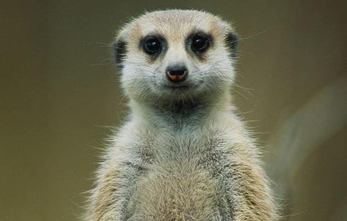 Meerkat Poems - Modern Award-winning Meerkat Poetry : All Poetry