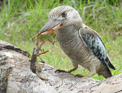 Blue Winged Kookaburra - a poem by Warrenmbaht - All Poetry