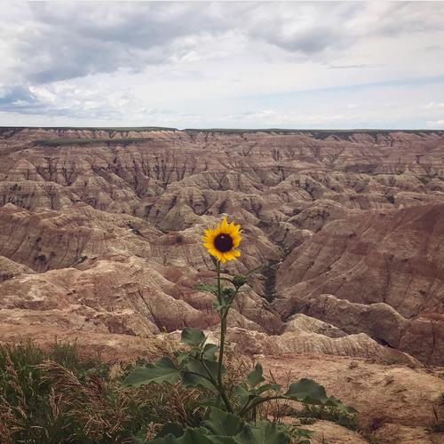 Sunflowers Poems Modern Award Winning Poetry All Sunflowers Poems Modern Award Winning
