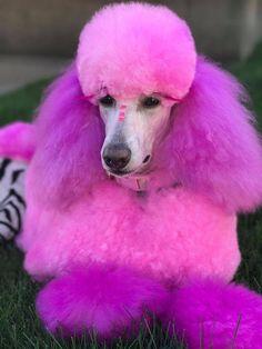 are pink poodles real