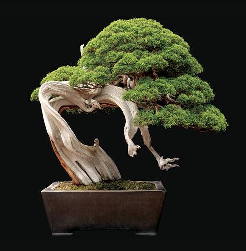 Bonsai Poems Modern Awardwinning Bonsai Poetry All Poetry
