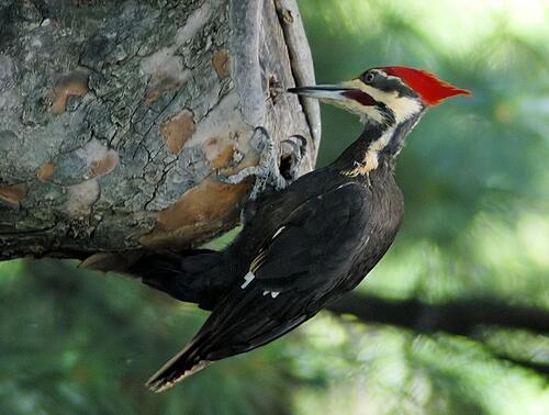 Woodpecker - A Poem By Anastasia Spurling - All Poetry