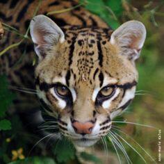 Ocelot Poems - Modern Award-winning Ocelot Poetry : All Poetry