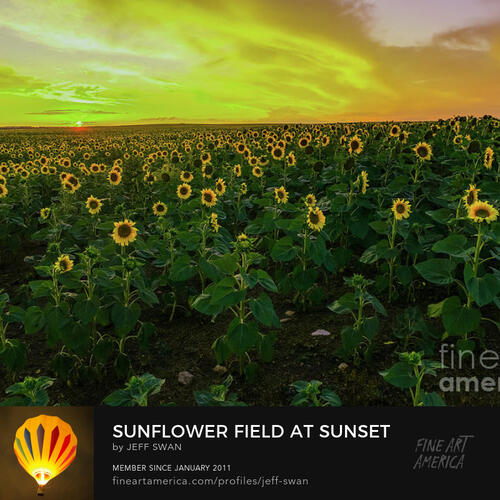 Sunflower field at sunset a poem by Swan song All Poetry