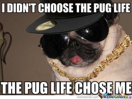 it's a pug life