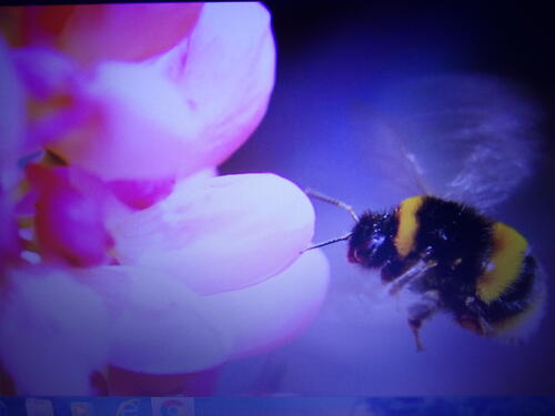 Busy Bee Busy Bee A Poem By Laura Sanders All Poetry