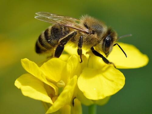 honey bee poem