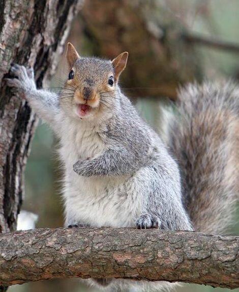 Crazy Frisky Grandpa Squirrel - A Poem By Pinkfaerie5 - All Poetry