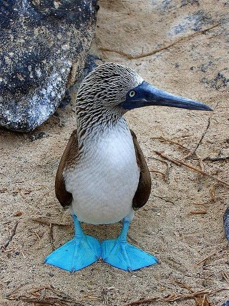 Blue Footed Booby Me Watercolor 2023  rArt
