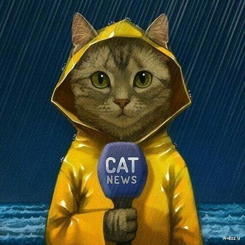 weather cat