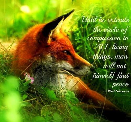 Fox Hunting - a poem by Joanna Garrido - All Poetry