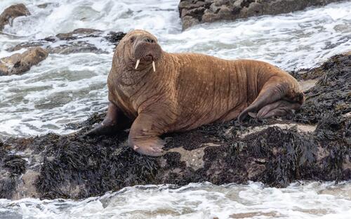 Don T You Think The Joker Laughs At You I Am The Walrus A Poem By Chris Bond All Poetry