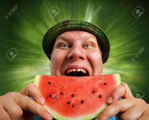 Melon Munching stock image. Image of eating, licking, amusing - 8013381