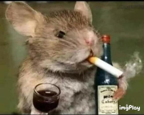 does cigarettes contain civet cat absolute SmellyBlog: Decoding Obscure Notes: Civet does cigarettes contain civet cat absolute SmellyBlog: Decoding Obscure Notes: Civet