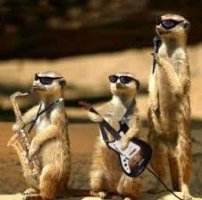 Meerkat Poems - Modern Award-winning Meerkat Poetry : All Poetry