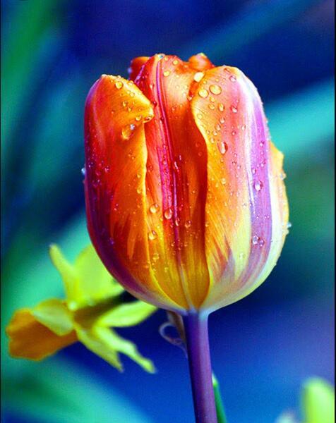 Tulip not bloomed Poems - Modern Award-winning Tulip not bloomed Poetry ...