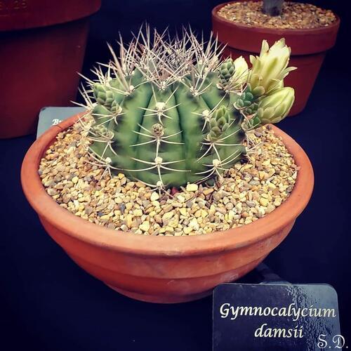 Cactus Poems Modern Awardwinning Cactus Poetry All Poetry