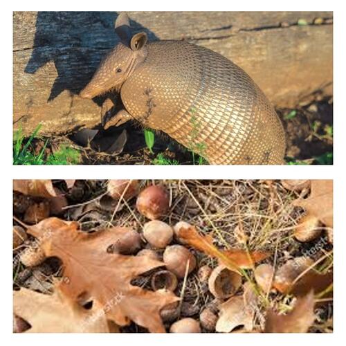 A Day In The Life Of An Iguana Eating Armadillo Poems Modern Award 