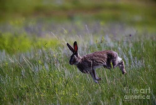 Hare raising Poems - Modern Award-winning Hare raising Poetry : All Poetry