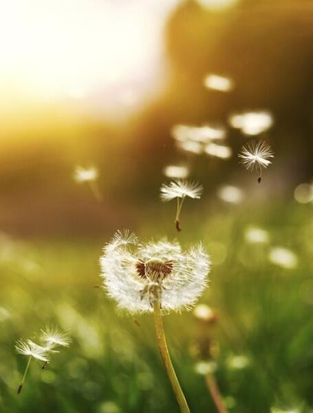 Dwindling Dandelions - A Poem By R. Byron Chambers - All Poetry