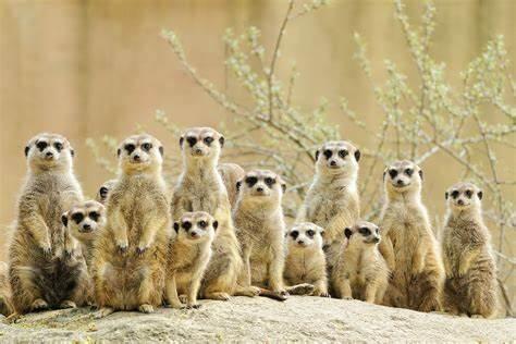 Meerkat Poems - Modern Award-winning Meerkat Poetry : All Poetry