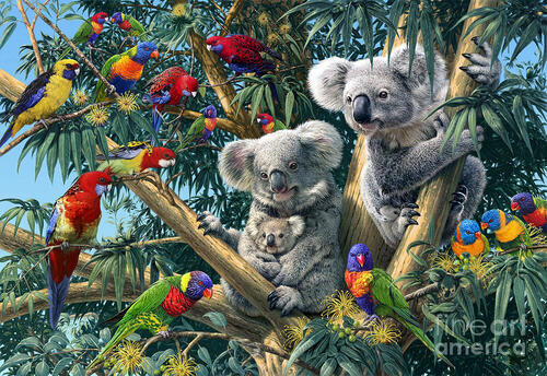 Koala Australia Poems Modern Award Winning Koala Australia Poetry